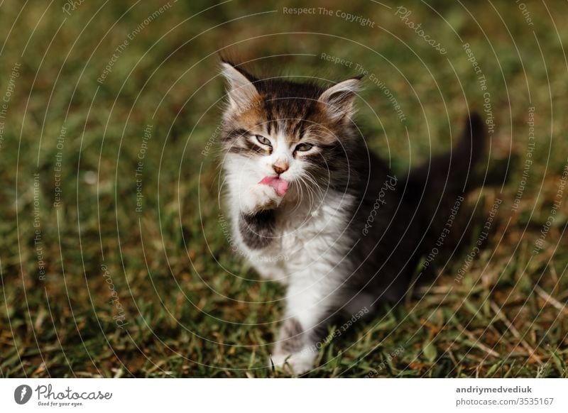 Little ripple Kitten washes his face on the grass in the garden. spring sunny day. selective focus pet little kitty beautiful kitten domestic cute young funny