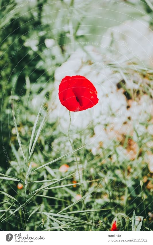 Beautiful red poppy blossoming in spring intense flower bloom in bloom beaurtiful background season seasonal green color vibrant spring fever wild natural