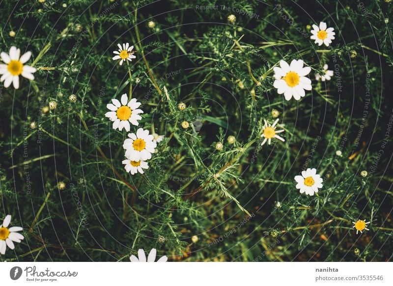 Beautiful daisies background in spring flowers abstratc beautiful springtime green seasonal fresh bloom in bloom lovely daisy little bokeh wild free freshness