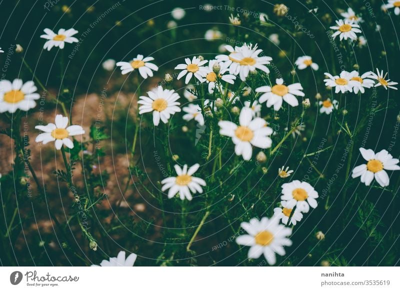 Beautiful daisies background in spring flowers abstratc beautiful springtime green seasonal fresh bloom in bloom lovely daisy little bokeh wild free freshness