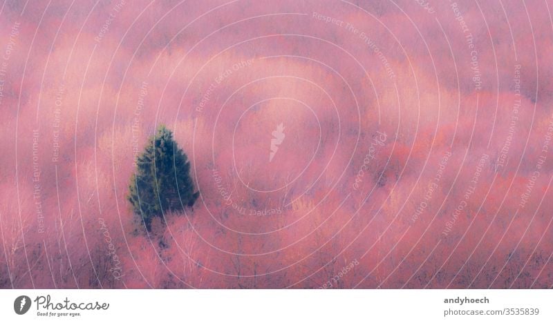 The single conifer in the pink forest abstract Art Background beautiful beauty in nature blur blurry cold temperature color colored colorful concept coniferous
