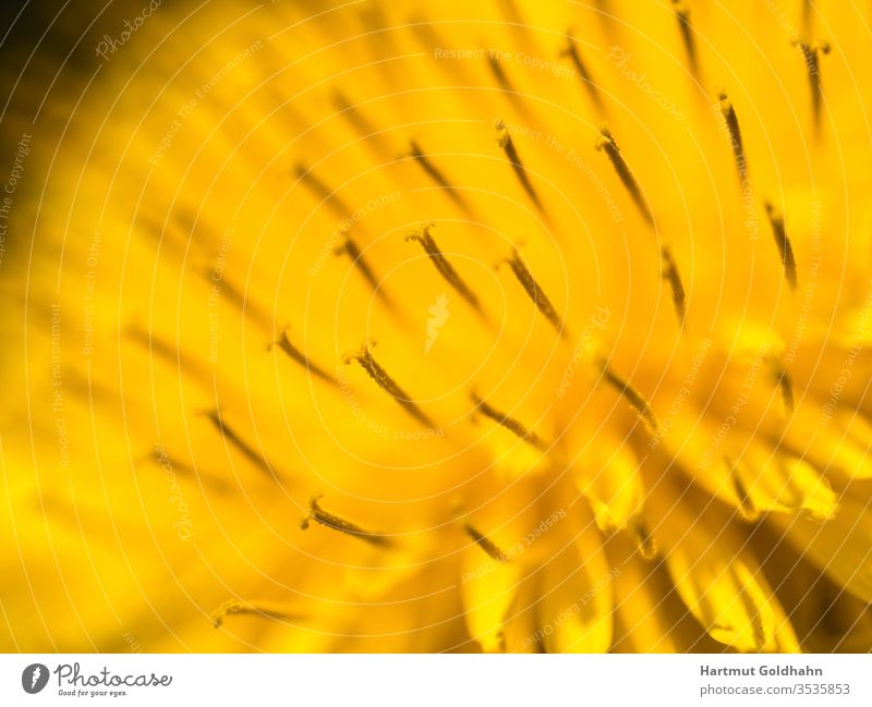 Detailed close-up of a yellow flower of the dandelion (Taraxacum). The focus is on the upright standing stamens. lowen tooth buttercup Mayflower bleed Flag
