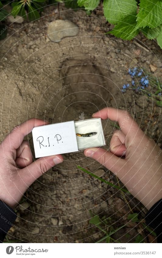 Günther, a Endler Guppy, who happily lived in the aquarium, is dead. His funeral will take place at the hedge. Well bedded, the mini-fish lies in the coffin, a matchbox held by young hands over the dug up grave. R.I.P.