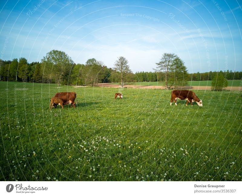 Dairy cows with calves in Germany calf livestock dairy agriculture pasture farm bovine animal cattle farming field grass green rural farmland holstein nature