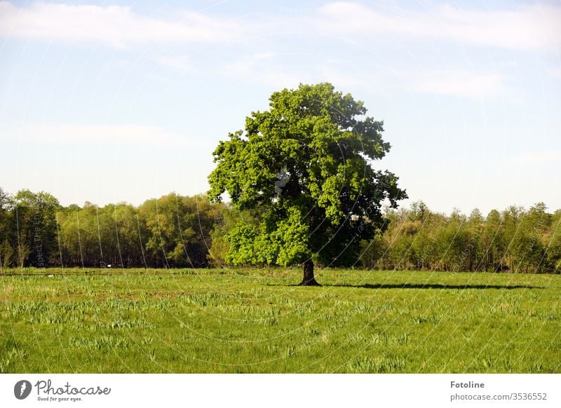 A beautiful, free-standing tree on a green meadow in the Ilkerbruch nature reserve Sky Clouds Blue Meadow Grass Nature Landscape Day Colour photo Exterior shot