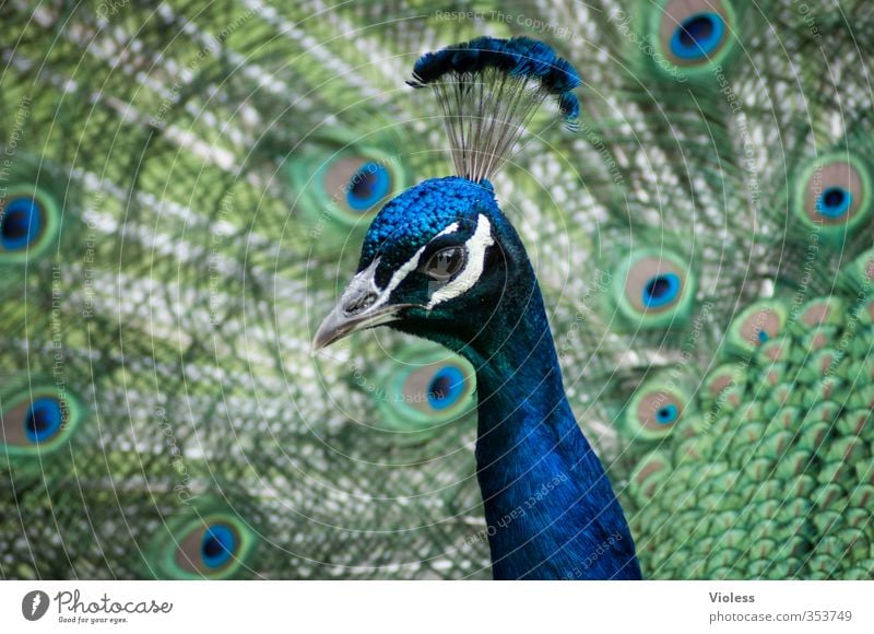 ...I'll bluejack Bird Rutting season Esthetic Exotic Blue Peacock Feather Peacock feather peacock butterfly peacock cock Headdress Colour photo Animal portrait