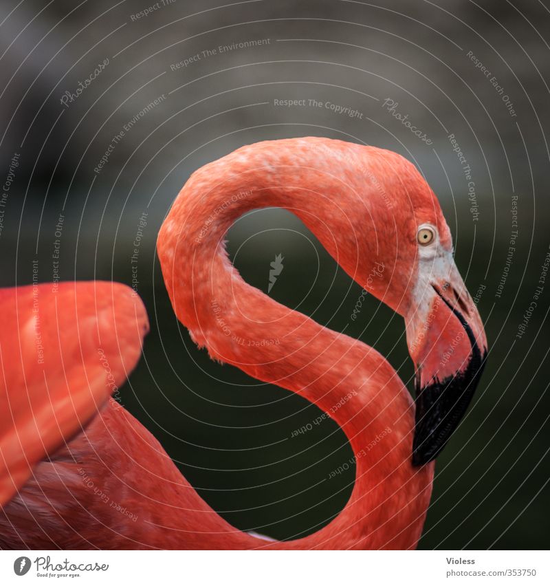 red "S" Animal Bird Flamingo Animal face Zoo Esthetic Elegant Kitsch Red Colour photo Exterior shot Copy Space top