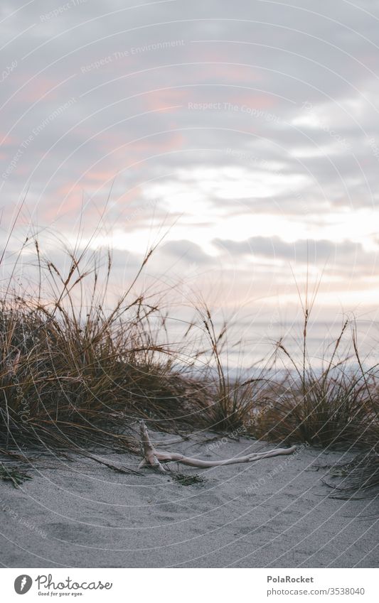 #AS# Beach dune at sunset Marram grass dunes dune landscape Dune crest dune 45 dune path Coast vacation Vacation mood Exterior shot Vacation & Travel Nature Sky