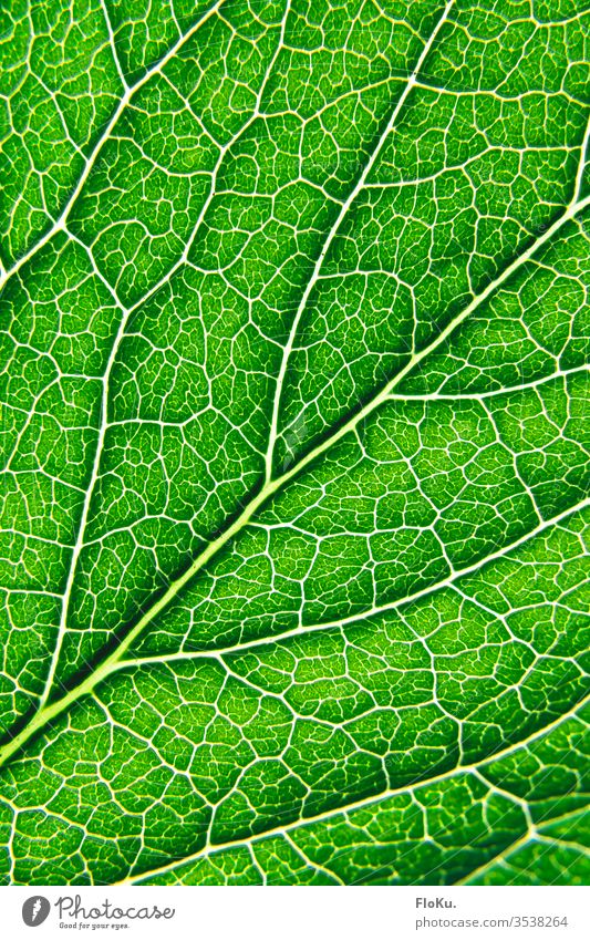 Close-up of the structure of a leaf flaked green Plant Vessel Macro (Extreme close-up) Rachis Photosynthesis bushes Structures and shapes Nature Corner