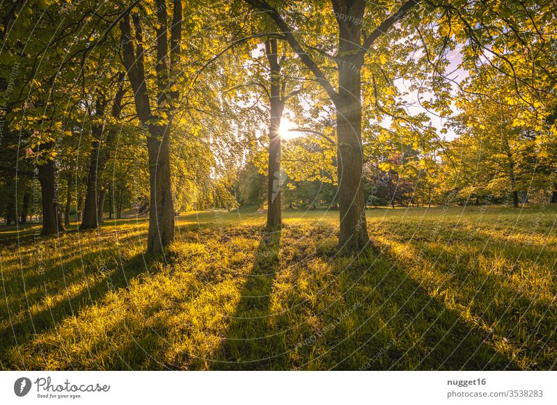 Forest against the light tree Nature Autumn flaked Exterior shot Colour photo Day Plant Deserted Environment natural Landscape Brown green Light Sunlight