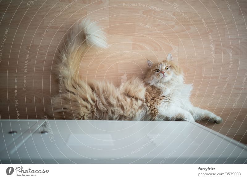 playful Maine Coon cat, lying on the floor and curiously looking into the camera Cat pets One animal indoors White purebred cat Longhaired cat cream tabby