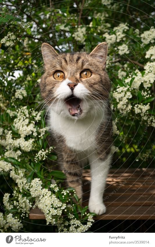 hungry cat with open mouth, standing on a wooden table in the garden and waiting for treats Cat pets One animal Outdoors green Nature Botany plants heyday