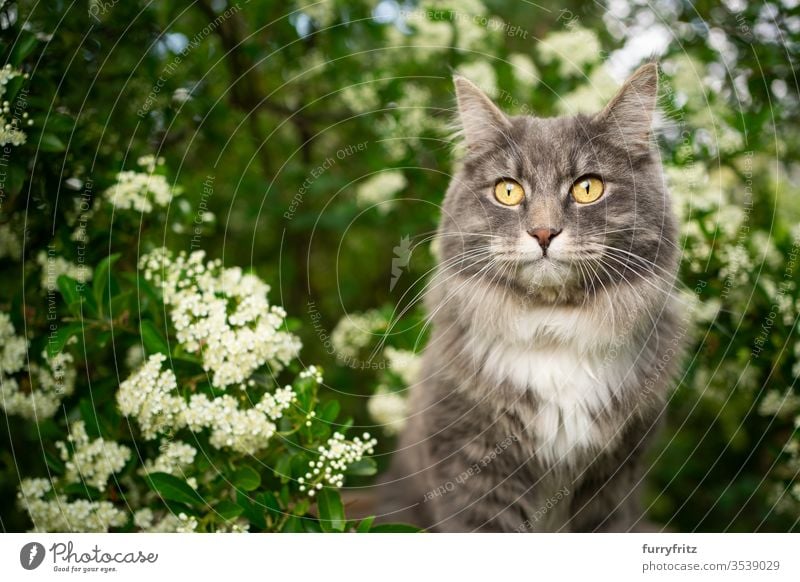 Cat under a flowering tree in springtime outside in nature pets One animal Outdoors green Nature Botany plants heyday Flowering plant bleed Box joint White