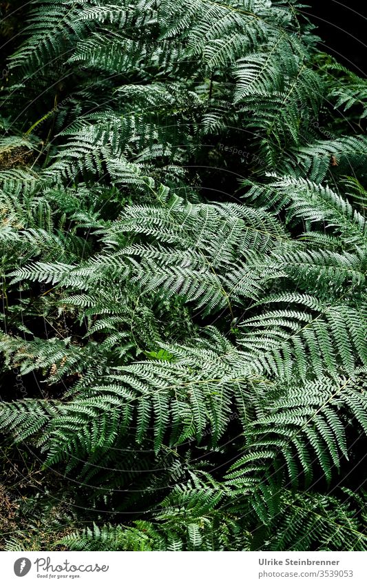 Ferns in the Black Forest Plant Green chlorophyll Colour Guide vascular spore plants Woodground Ground cover plant Undergrowth Nature Growth Soft