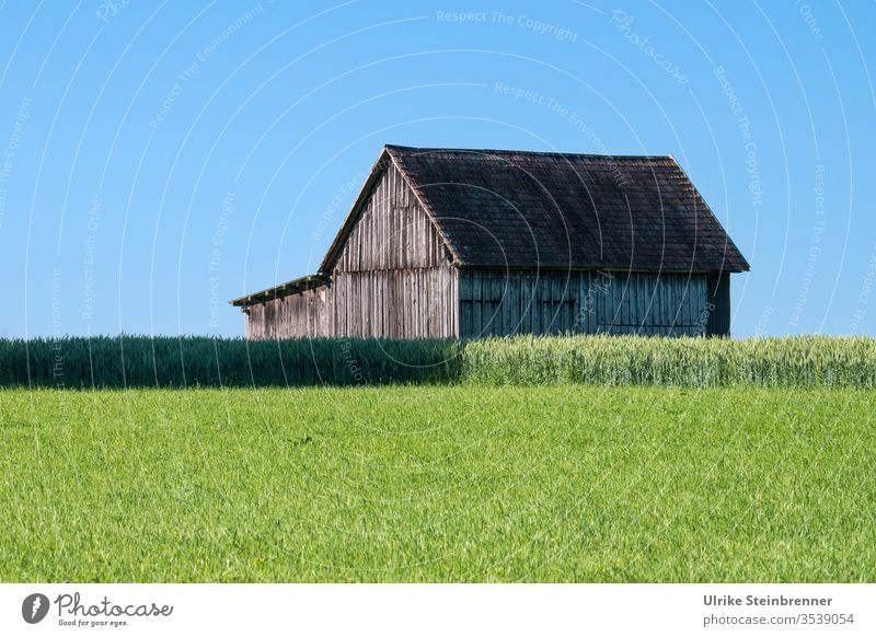 Wooden barn behind green meadow and in front of blue sky Barn Wood Barn Wooden house Flake Field acre Grain Agriculture Meadow Willow tree Grass Blue Sky Summer