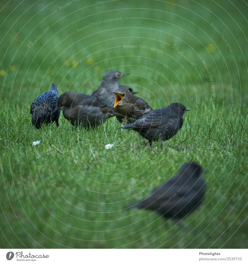 Starlings foraging birds Animal Colour photo Deserted Wild animal Exterior shot Nature Animal portrait Flock Day Copy Space top Shallow depth of field