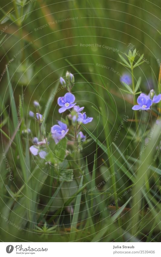 Purple wildflower in the meadow Grass Meadow flower purple Blue flowers green depth of field bleed Fine Small Nature already