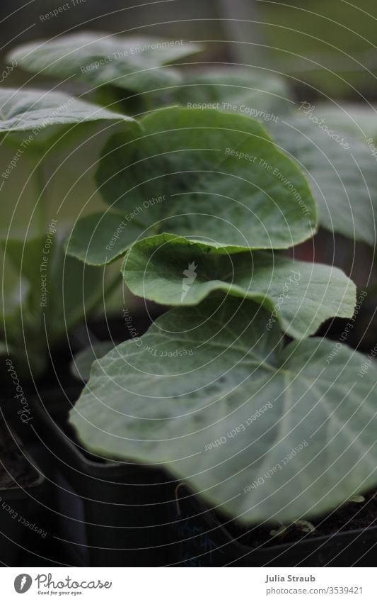 Pumpkin plant in the greenhouse Pumpkin plants leaves Plant Exterior shot Nature Deserted Sapling crimped Gardener