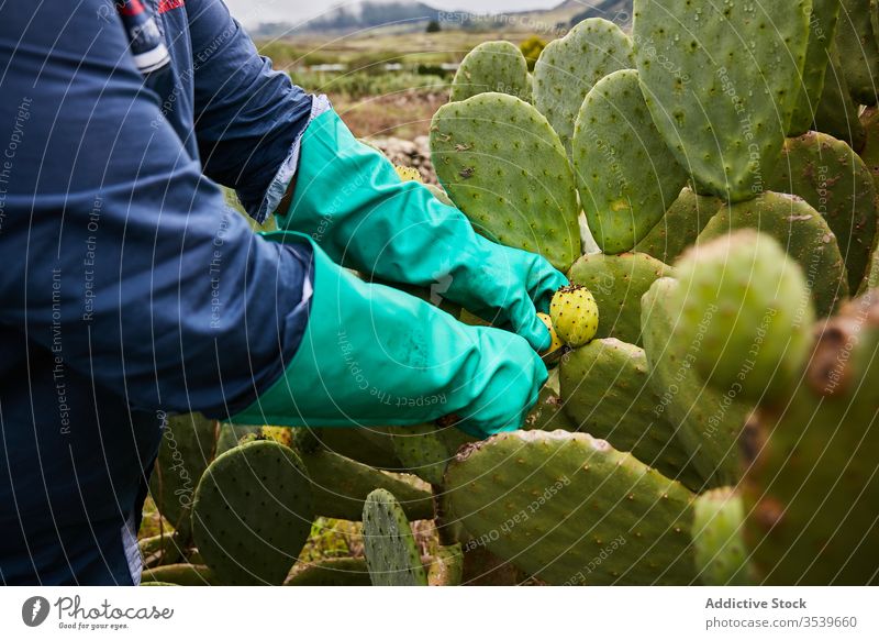 Crop worker cutting fruit of prickly pear cactus ripe canary islands el hierro exotic production food plant red tropical opuntia nature natural organic sweet