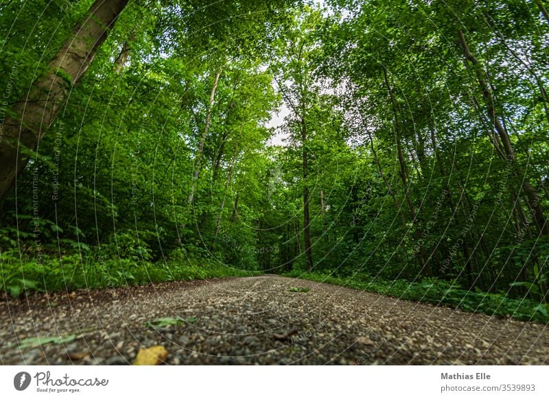 Forest path in dense green off pebble huts foliage stones Street Hiking Walking Jogging Forest walk economy walk take a walk Exterior shot Nature Colour photo