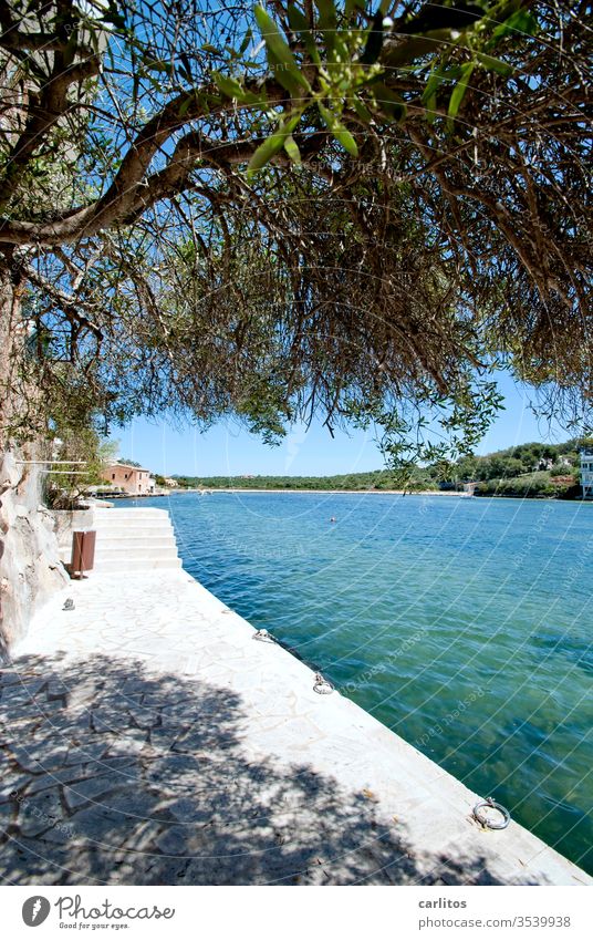 more seas for all Ocean Mediterranean sea Bay Balearic Islands Majorca quay wall tree Aleppo pine turquoise Blue Vacation & Travel Coast Water Deserted Stairs