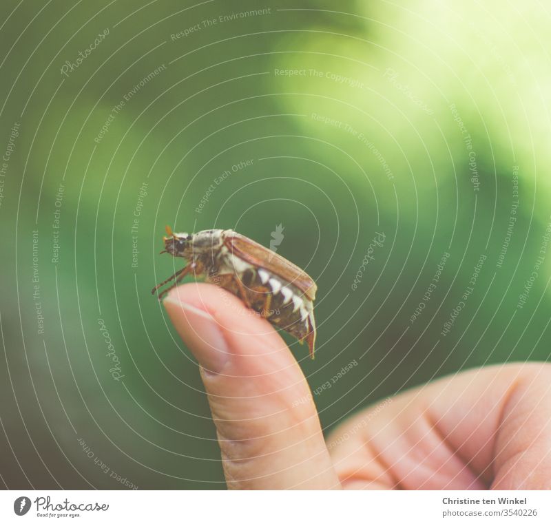 Up high! A cockchafer / Melolontha crawls over the hand of a woman May bug Beetle melolontha by hand Neutral background green Brown Nature Love of nature