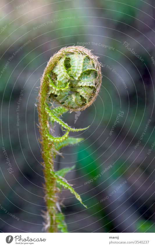 Curled, young fern with great potential for development Fern Plant Foliage plant Nature green Wild plant Growth natural curled Potential Deploy