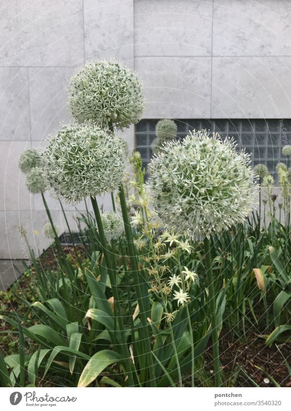 Ornamental garlic in an arranged flower bed in front of a grey house wall flowers Plant ornamental garlic Botany Nature planted Decoration Flowerbed Gardener