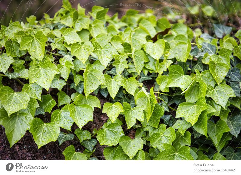 Ivy growing down a wall leaves efeupflanze ivy wall flora Plant Nature green Garden flaked background Fresh natural Close-up foliage Summer Growth Organic