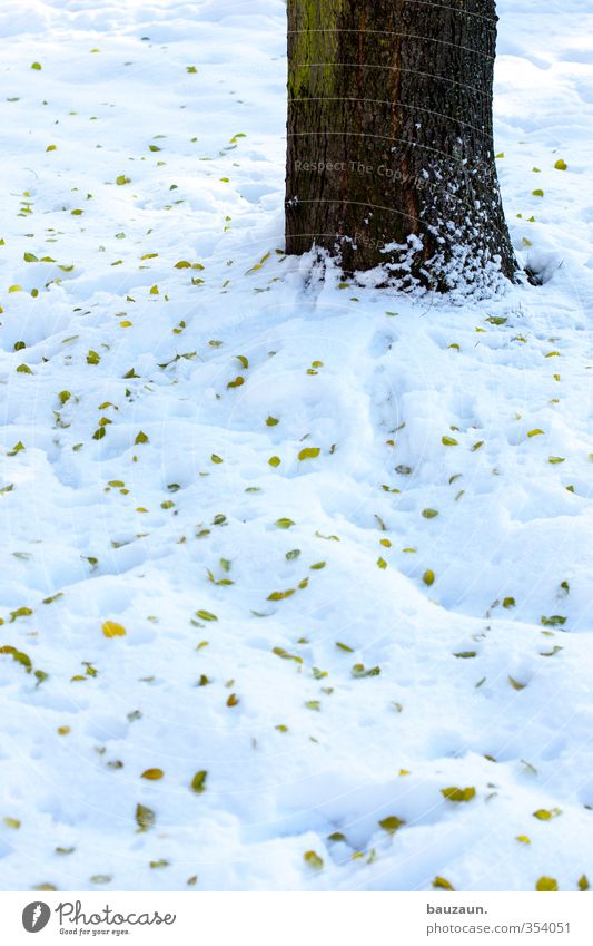 snow tree. Garden Gardening Nature Landscape Winter Climate Snow Tree Leaf Park Meadow Places Lanes & trails Wood To fall Cold Brown Green White Life Decline