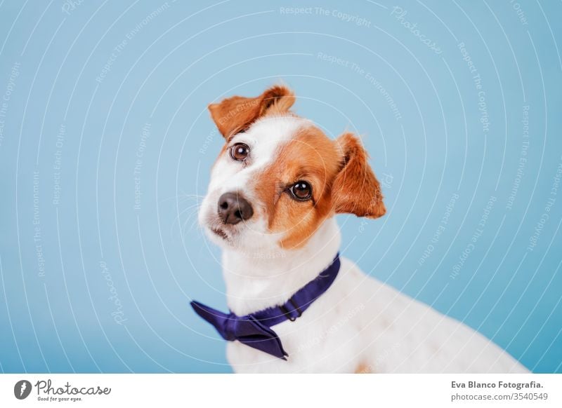 portrait of cute jack russell dog wearing a bow tie over blue background. Colorful, spring or summer concept pet beautiful small isolated funny adorable
