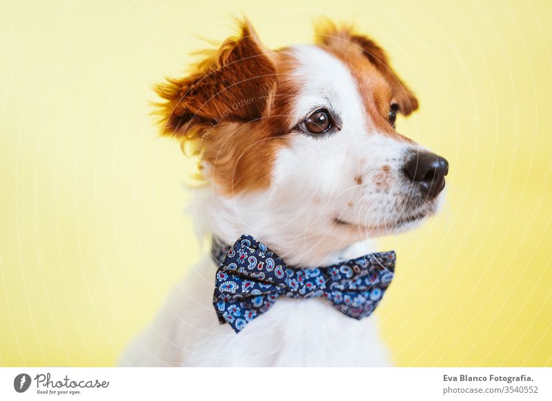 portrait of cute jack russell dog wearing a bow tie over yellow background. Colorful, spring or summer concept pet beautiful small isolated funny adorable