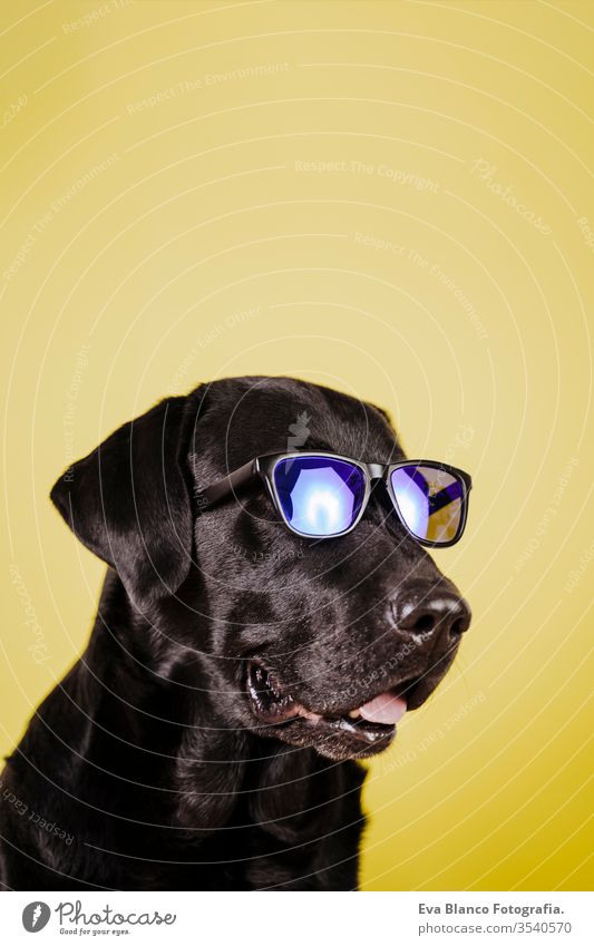 portrait of beautiful black labrador over yellow background. Colorful, spring or summer concept sunglasses dog pet cute puppy purebred room 1 terrier canine