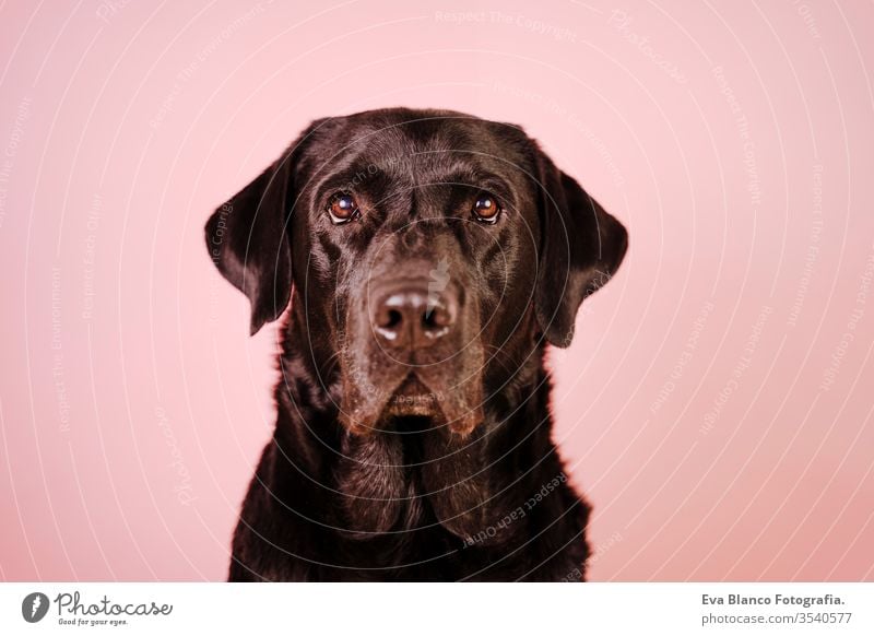 portrait of beautiful black labrador over pink background. Colorful, spring or summer concept dog pet cute puppy purebred room 1 terrier canine sitting animal