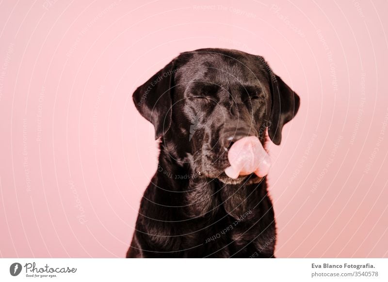 portrait of beautiful black labrador over pink background licking his nose. Colorful, spring or summer concept dog pet cute puppy purebred room 1 terrier canine