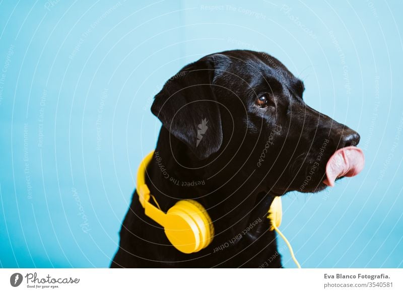 portrait of beautiful black labrador dog wearing yellow headset over blue background. Colorful and spring concept purebred house hear breed sing leisure