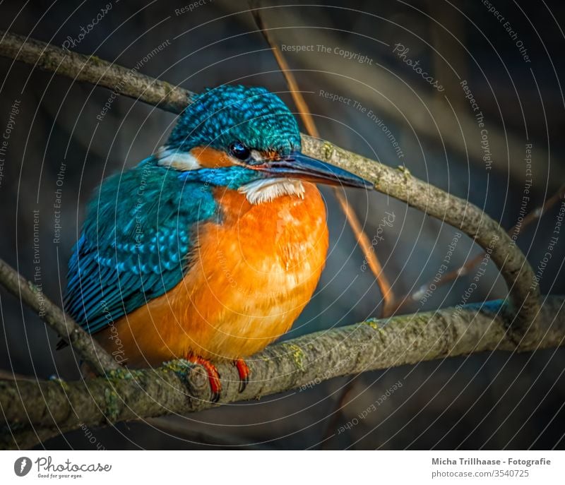 Lakefront Kingfisher kingfisher Alcedo atthis Head Eyes Beak feathers plumage Grand piano portrait Animal portrait Wild animal birds Nature Twigs and branches