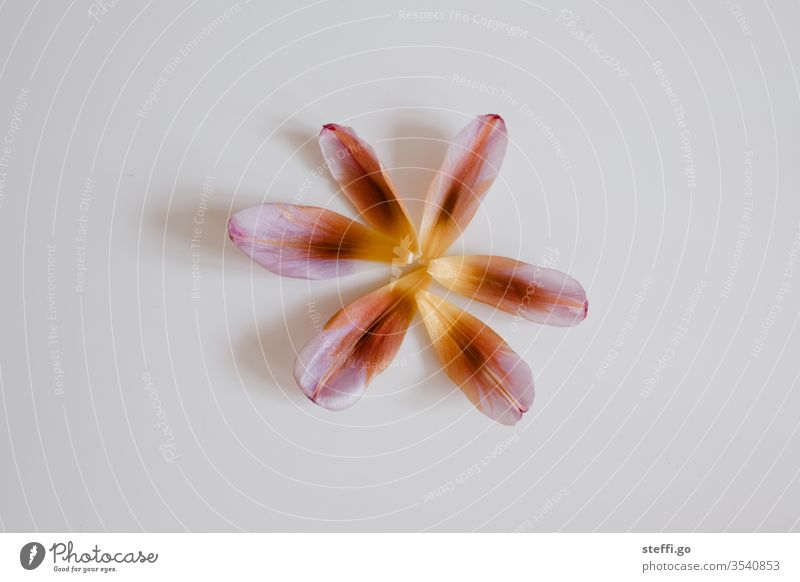 single colourful tulip leaves arranged as a flower on a white background Tulip blossom variegated Orange Yellow Red bleed Blossom leave flowers Plant spring
