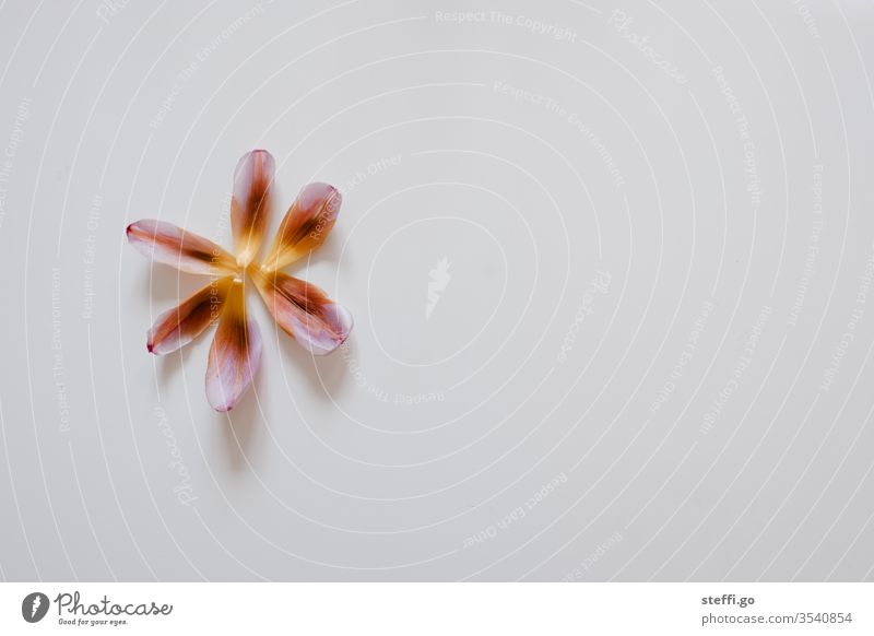 single colourful tulip leaves arranged as a flower on a white background in the left part of the picture Tulip blossom variegated Orange Yellow Red bleed