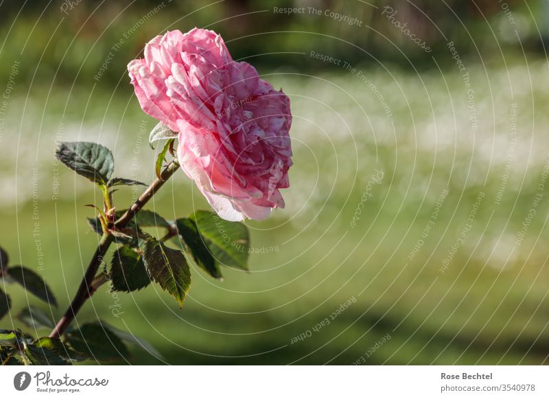 Rosa Rose rosa garten grün Blüte