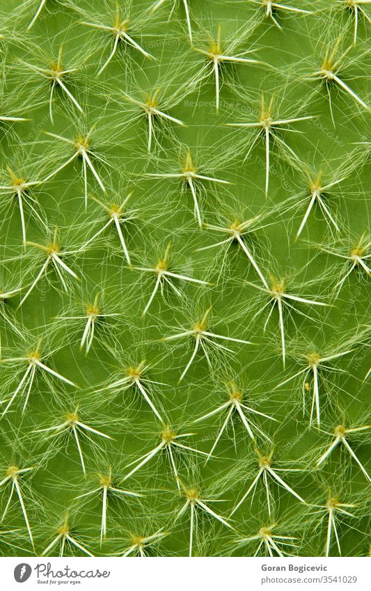 Closeup detail of the cactus abstract background botanical botany cacti close closeup color decoration desert dry exotic flora floral flower garden green grow