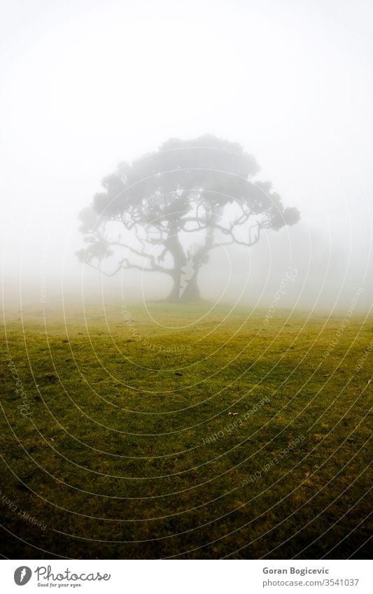 Mystical Fanal laurisilva forest at Madeira island, Portugal fanal madeira portugal europe nature travel landscape scenic natural summer vacation outdoor hill