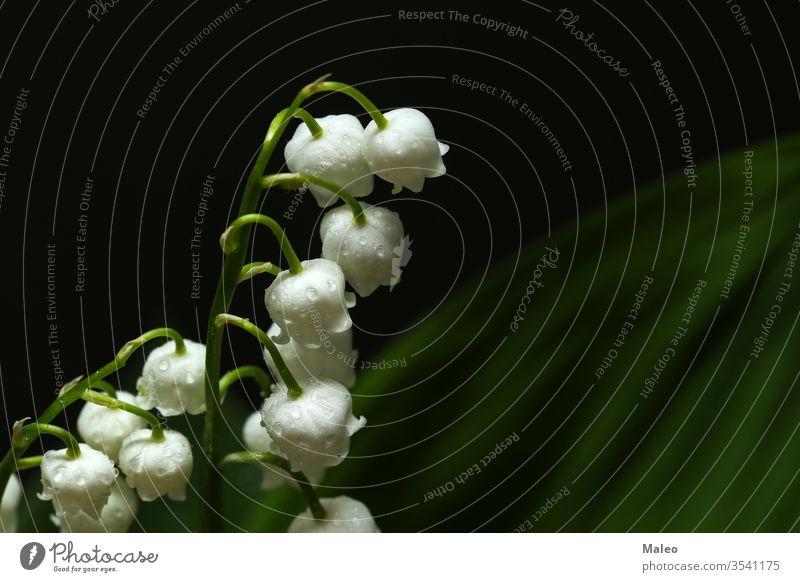 Lilies of the valley on a dark background lily floral nature wild green spring black design white summer flower lily of the valley aroma art forest plant bloom