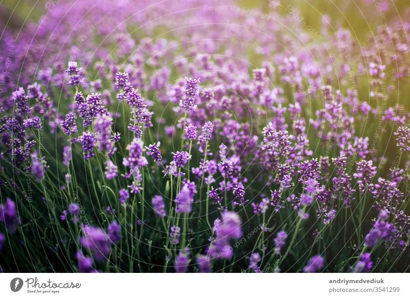 Sea of lavender flowers focuses on one in the foreground. Field of lavender Lavender heyday France Violet Landscape Nature Summer spring aromatherapy background