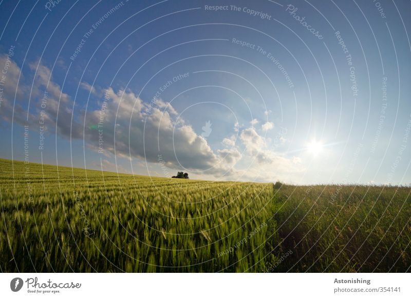 Field III Environment Nature Landscape Plant Air Sky Clouds Horizon Sun Sunrise Sunset Sunlight Spring Weather Beautiful weather Warmth Tree Grass Leaf