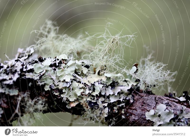 different lichens grow on one branch Lichen Moss Nature Plant Macro (Extreme close-up) Symbiosis Structures and shapes Growth Botany Environment Small Detail