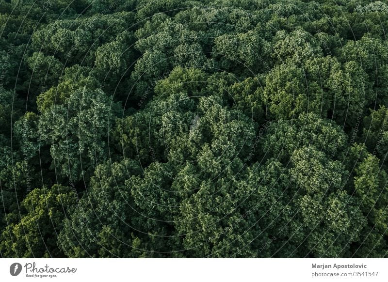 Aerial view of lush green forest in the mountains - a Royalty Free