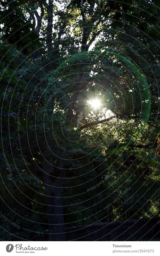 That lights me up! Forest trees Branches and twigs Deciduous forest Nature Sun Sunlight Sunbeam Green Deserted Halo Lighting effect