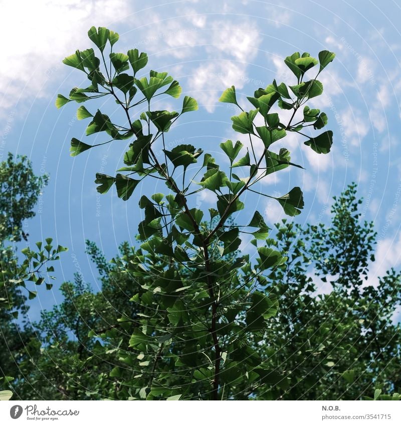 A branch of a ginkgo tree against a blue sky. Ginko flaked Colour photo Plant Nature Close-up Exterior shot Deserted green Sunlight Healthy Fitness TCM