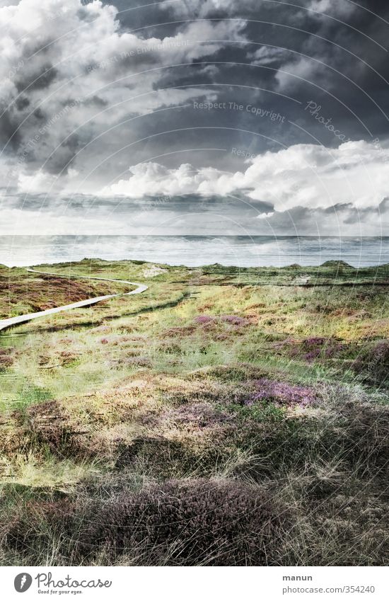 North Sea coast Nature Landscape Elements Earth Sand Air Water Sky Clouds Storm clouds Weather Wind Thunder and lightning Plant Bushes Moss Wild plant Heathland